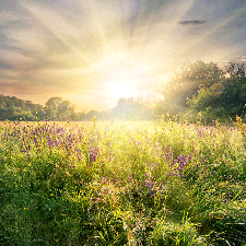 Fragrance Oil - Meadow Grass & Wildflowers