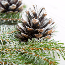 Fragrance Oil - Sugared Spruce (bulk)