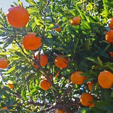 Fragrance Oil - Satsuma Orange (bulk)