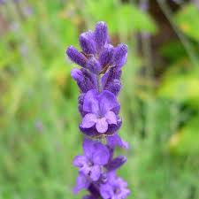 Fragrance Oil - Lavender