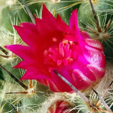 Fragrance Oil - Baja Cactus Blossom (BBW Dupe) (bulk)