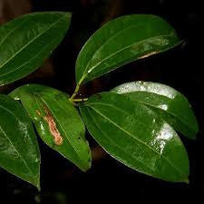 Essential Oil - Cinnamon Leaf