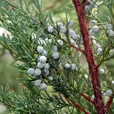 Fragrance Oil - Frosted Juniper & Moss (bulk)