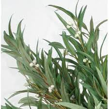 Essential Oil - Eucalyptus Globulus