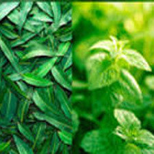 Fragrance Oil - Eucalyptus Spearmint (bulk)