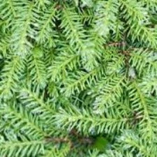 Essential Oil - Fir Needle