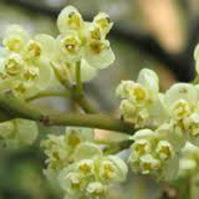 Essential Oil - Litsea Cubeba