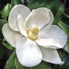 Fragrance Oil - Magnolia (bulk)