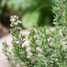 Essential Oil - Marjoram Spanish