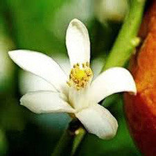 Fragrance Oil - Neroli