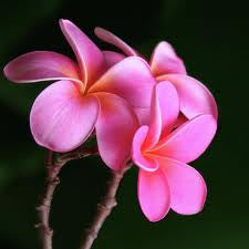 Fragrance Oil - Plumeria