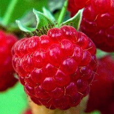 Fragrance Oil - Sun Ripened Raspberry (bulk)