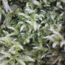 Fragrance Oil - Silver Moss (bulk)