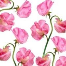 Fragrance Oil - Sweet Pea