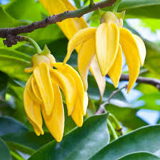 Essential Oil - Ylang Ylang III